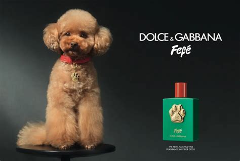 Dolce & Gabbana launches a new perfume for dogs, but some 